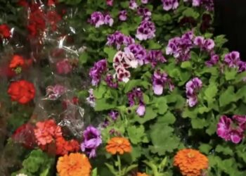 نمایشگاه گل و گیاه در قزوین