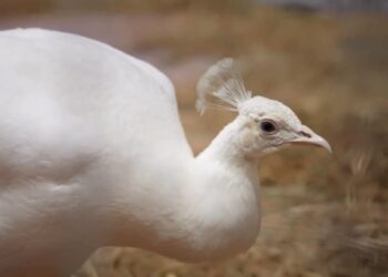 نمایشگاه دام و طیور ایفنا