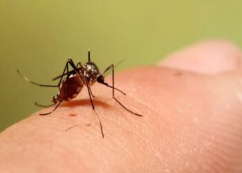 ثبت ۱۸۹ مورد ابتلا به تب دنگی تا ۲۱ شهریور