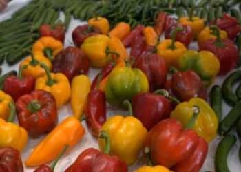 رنگارنگترین محصولات کشاورزی در شیراز