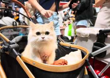 نمایشگاه بینالمللی گربهها در سنگاپور؛ تجربهای نو برای دوستداران حیوانات