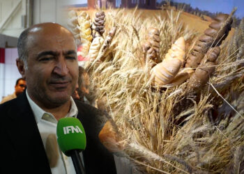 معاون وزیر کشاورزی ؛ تا پایان سال دغدغه گندم نداریم