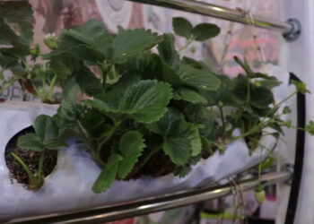 کشاورزی نوین در قلب قزوین؛ از مزرعه تا فناوری