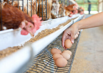 سیمرغ بزرگترین زنجیره تولید تخممرغ در کشور