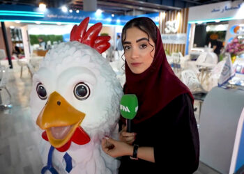 چطور مرغدار شویم؟! راهاندازی مرغداری از مجوز تا جوجهریزی