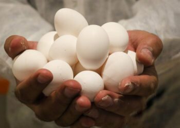 عامل گرانی تخم مرغ چیست؟
