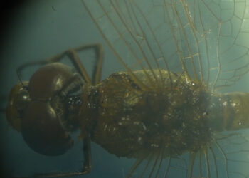 نبض پژوهش در مشهد